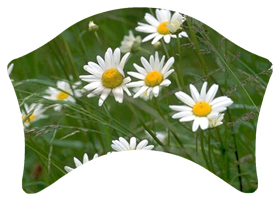 DABAN-021 Field of Daises